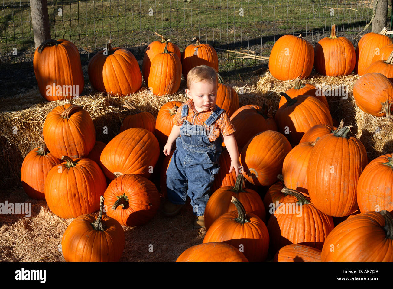 One year old boy looking for pumpkin in pumpkin patch Stock Photo