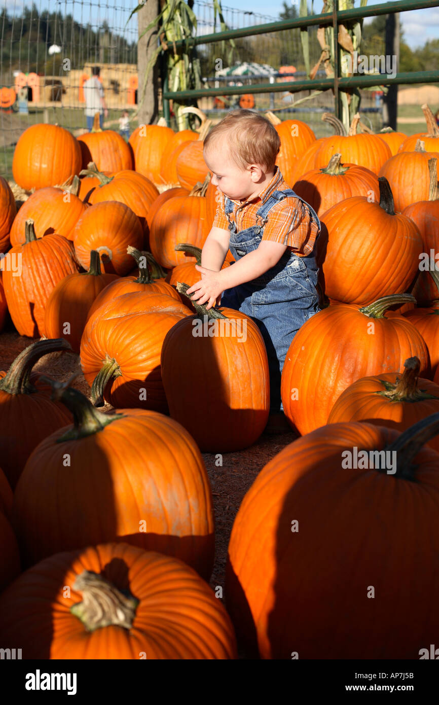 One year old boy piking out pumpkin in pumpkin patch Stock Photo