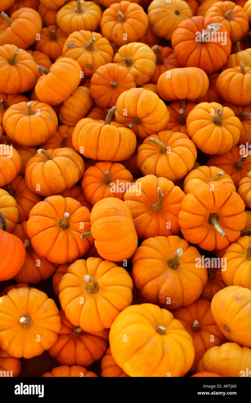 Mini Pumpkin background Stock Photo