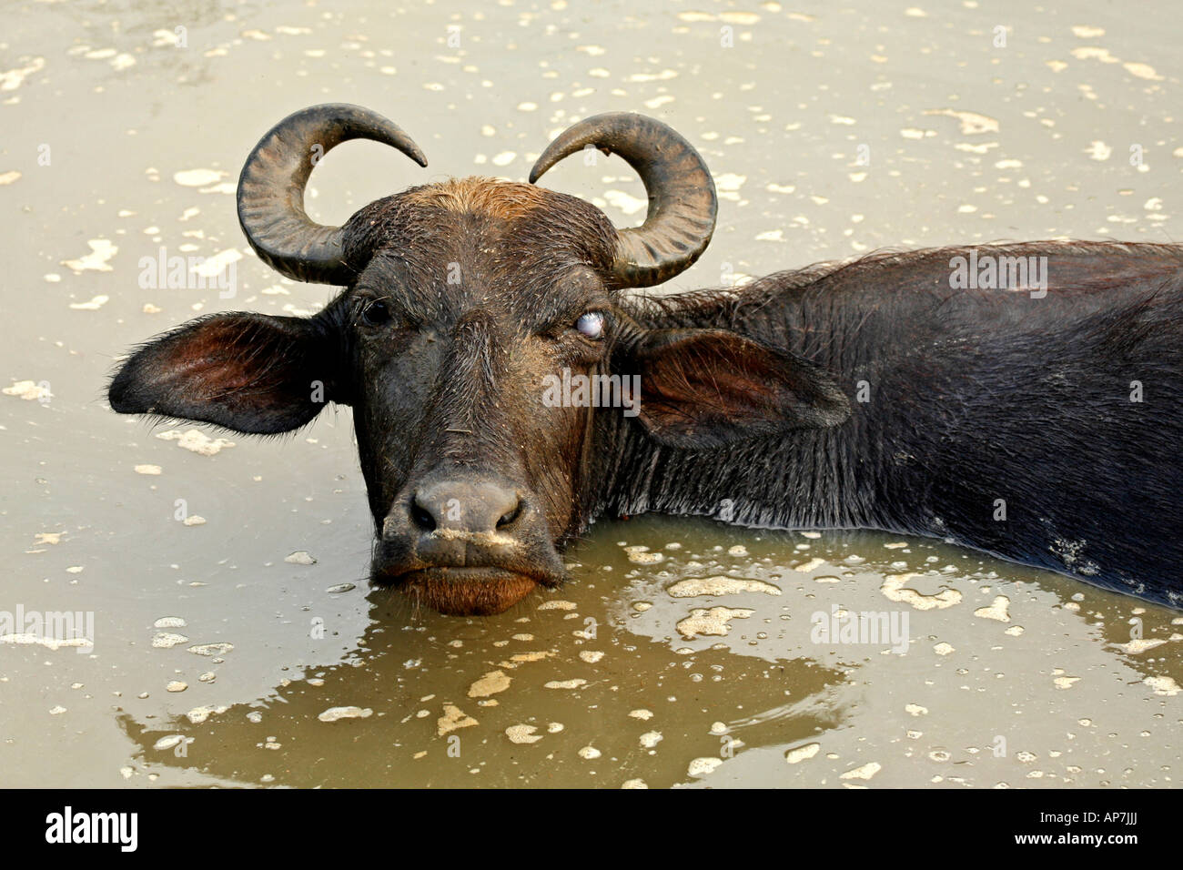 one eyed Water buffalo, aka carabao, Uda Walawe National Park Sri Lanka Stock Photo Alamy