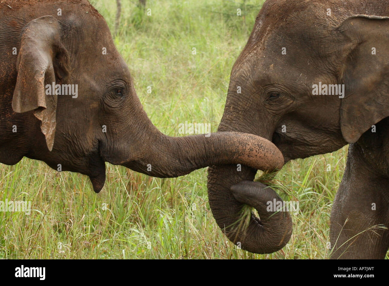 Trunk-twining Two bull asian elephants greeting each other Uda Walawe National Park Sri Lanka Stock Photo