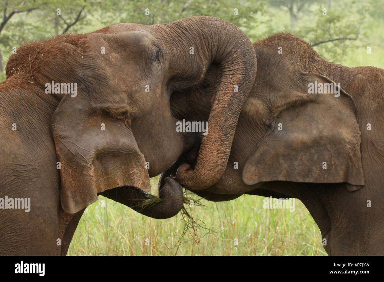 Test-Mouth and Trunk-to-Mouth, two bull asian elephants greeting each other Uda Walawe National Park Sri Lanka Stock Photo