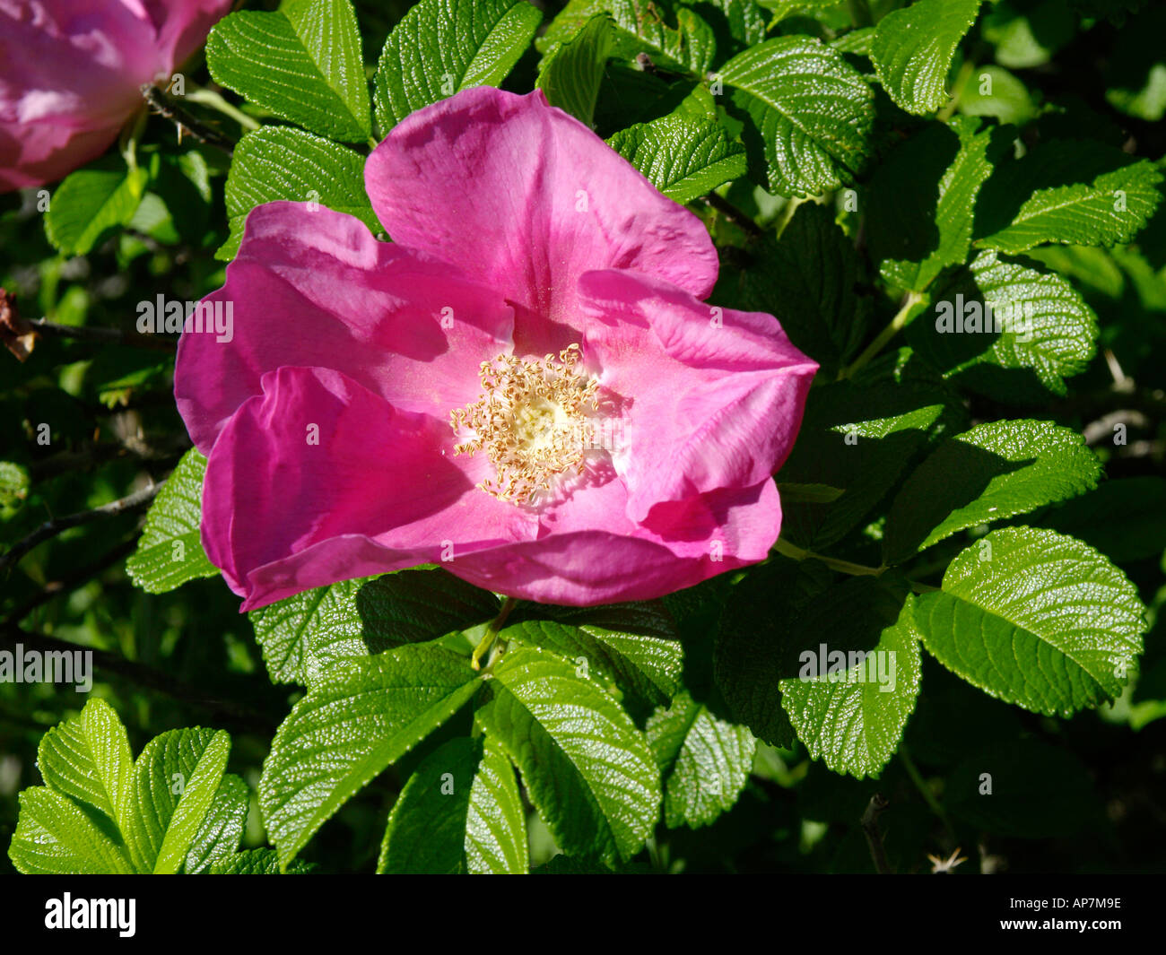 Rosa rugosa hedge hi-res stock photography and images - Alamy
