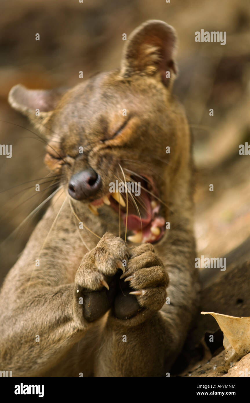 Fossa yawning, Cryptoprocta ferox, Kirindy forest, Madagascar Stock Photo