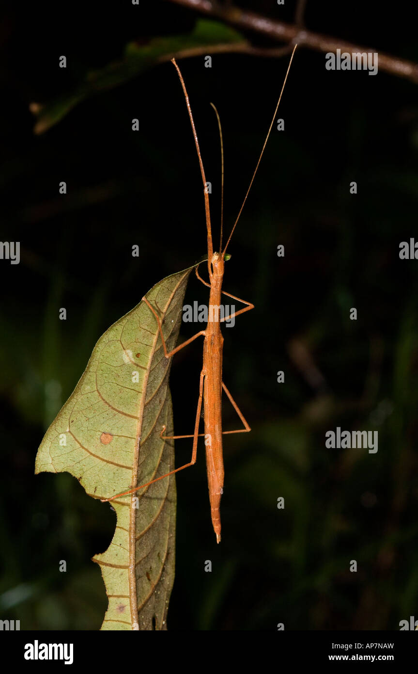 stick insect, Analamazaotra Special Reserve, Andasibe Mantadia National ...
