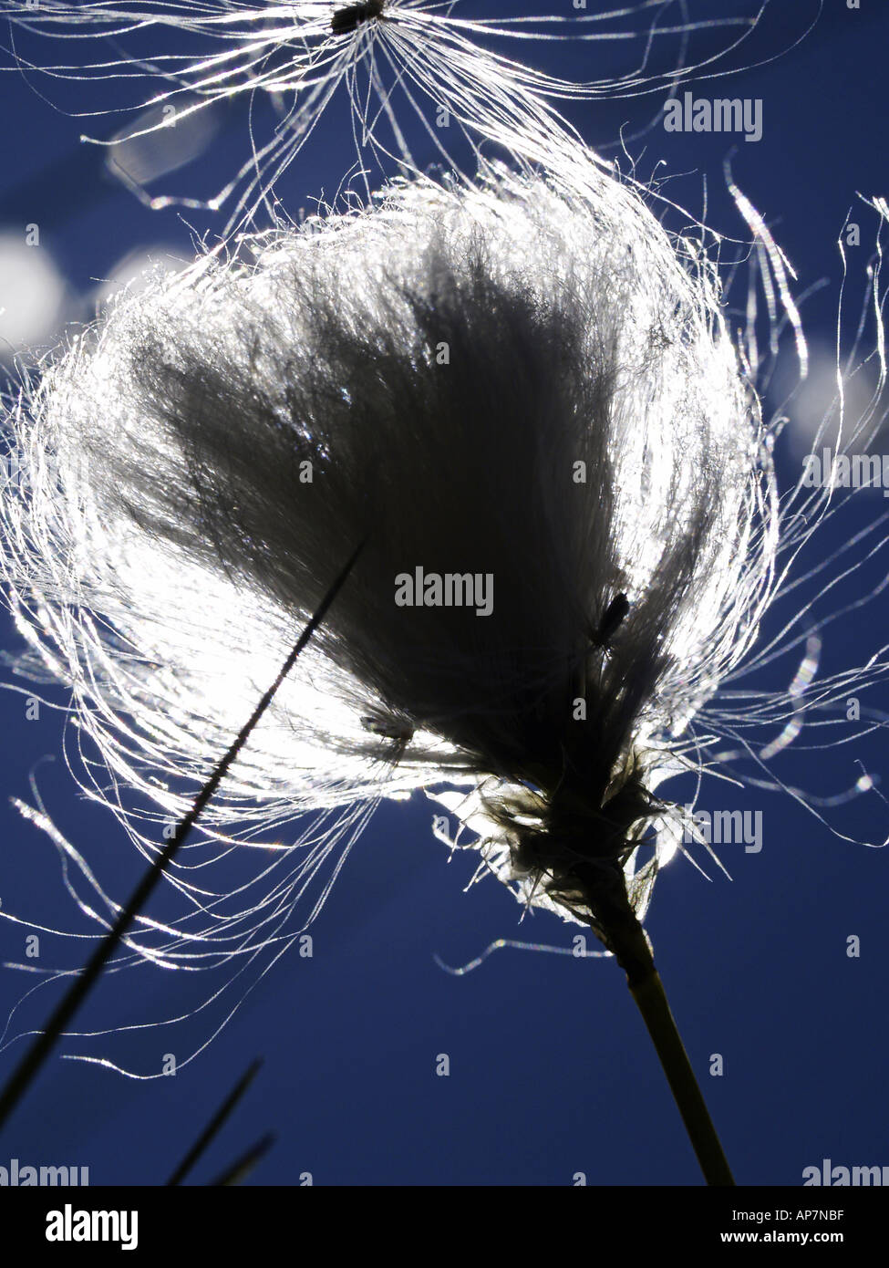 Cotton wool grass hi-res stock photography and images - Alamy