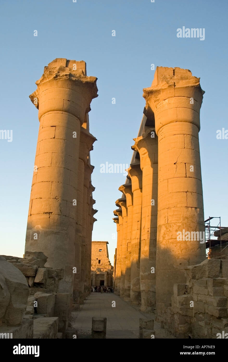 Egypt Lotus High Resolution Stock Photography and Images Alamy