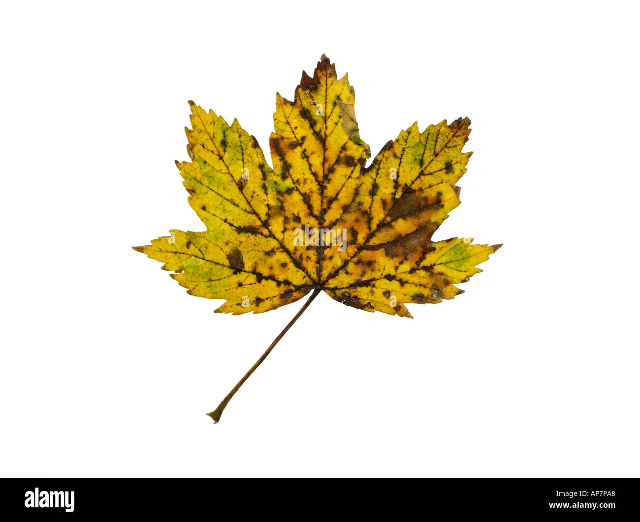 Diseased maple tree leaf hires stock photography and images Alamy
