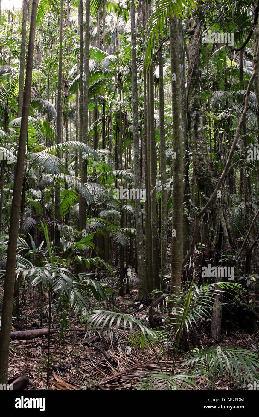 Mary Cairncross Reserve, Sunshine Coast, Queensland, Australia Stock ...