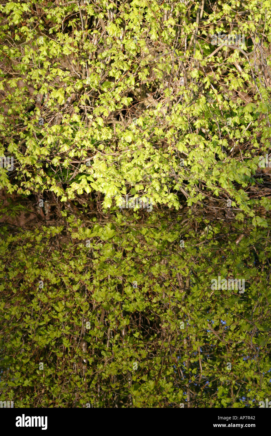 Tree and reflection on flat calm water Stock Photo - Alamy
