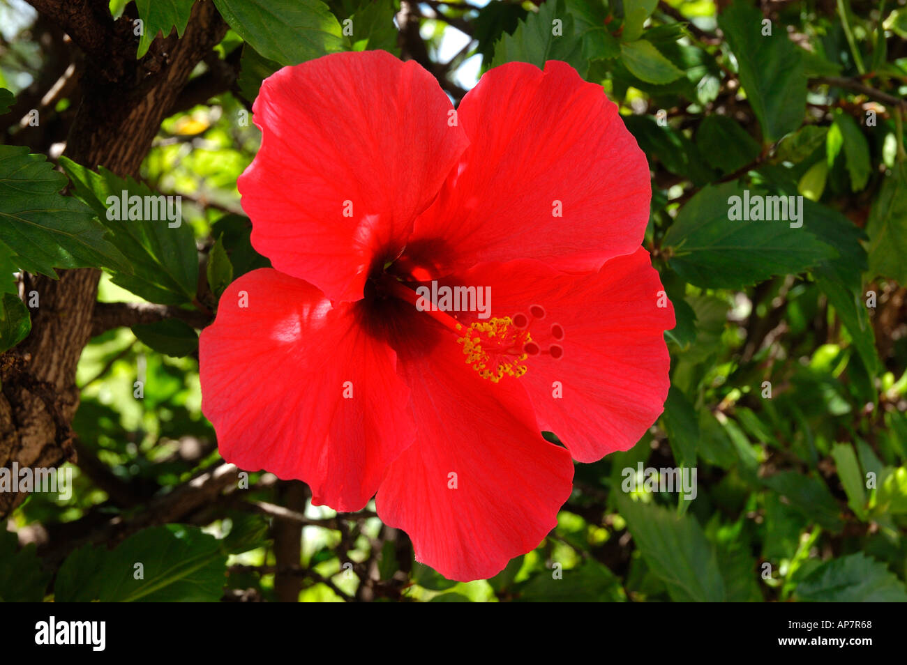 Close up of red hibiscus malvaceae flower flowers Madeira Portugal EU Europe Stock Photo