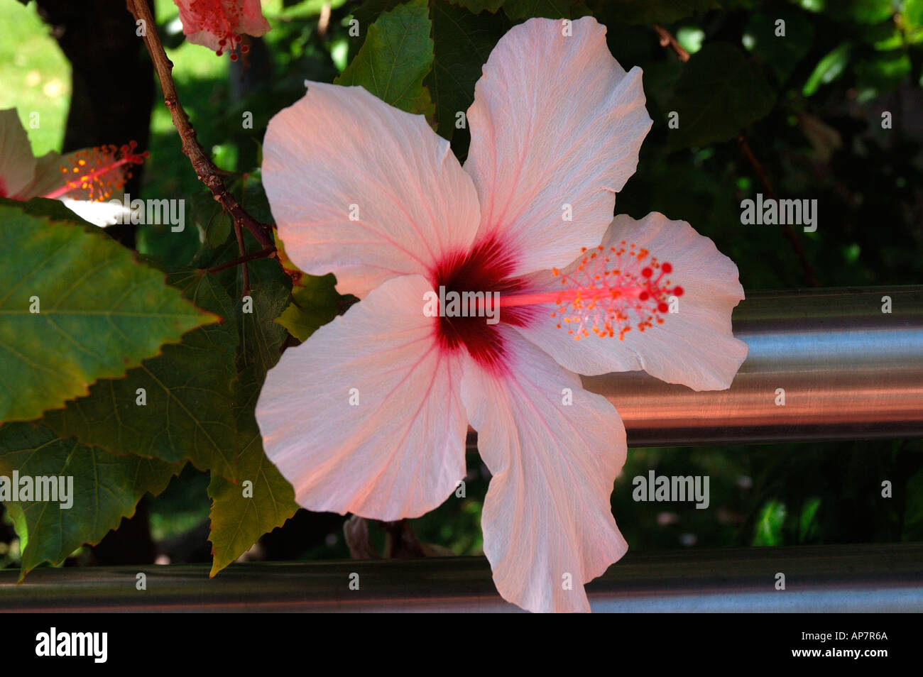 Close up of Pink hibiscus malvaceae flower flowers Madeira Portugal EU Europe Stock Photo