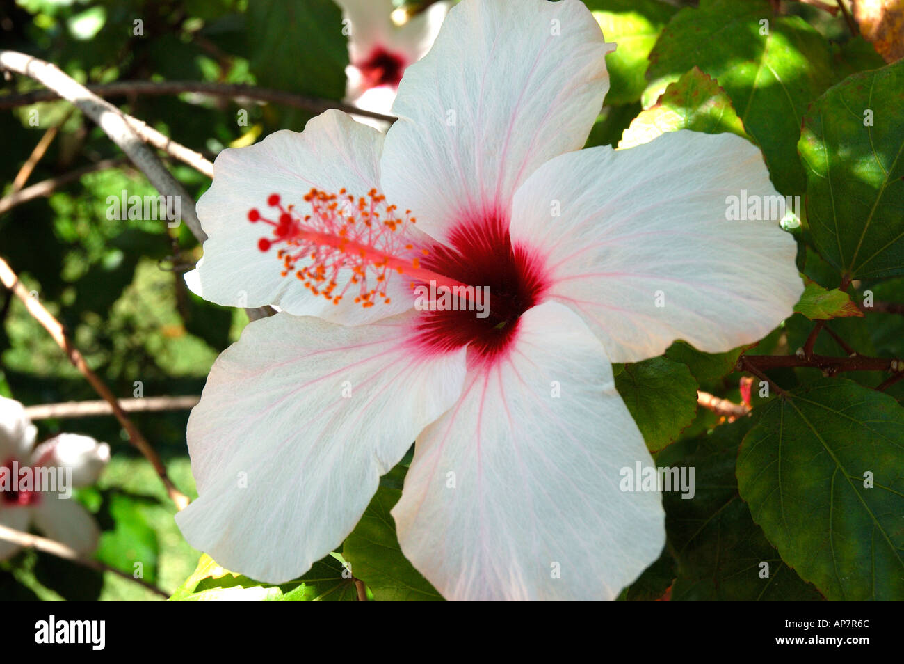 Close up of Pink hibiscus malvaceae flower flowers Madeira Portugal EU Europe Stock Photo