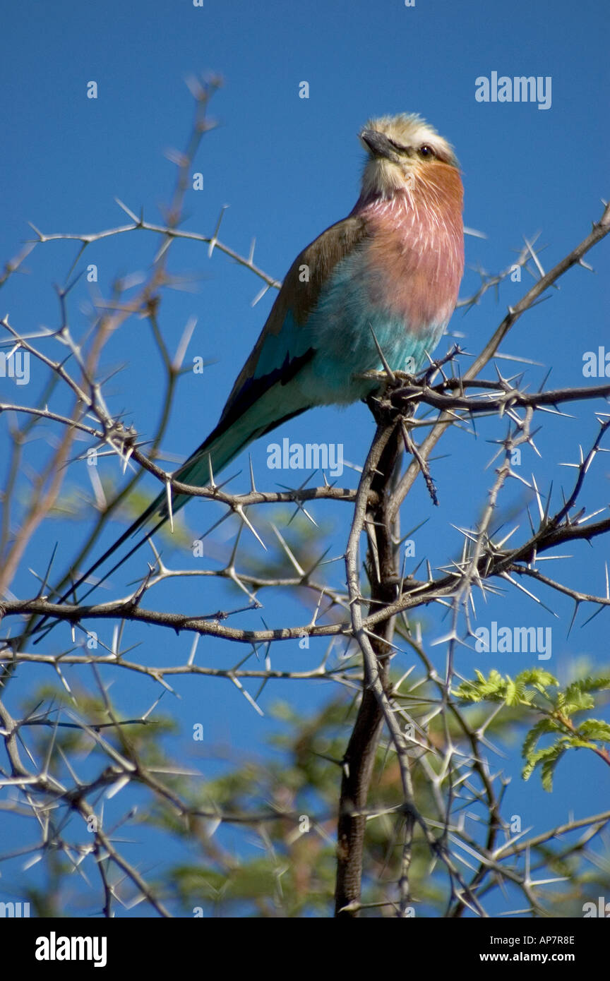 The Lilac breasted Roller is the national bird of Botswana Stock Photo -  Alamy
