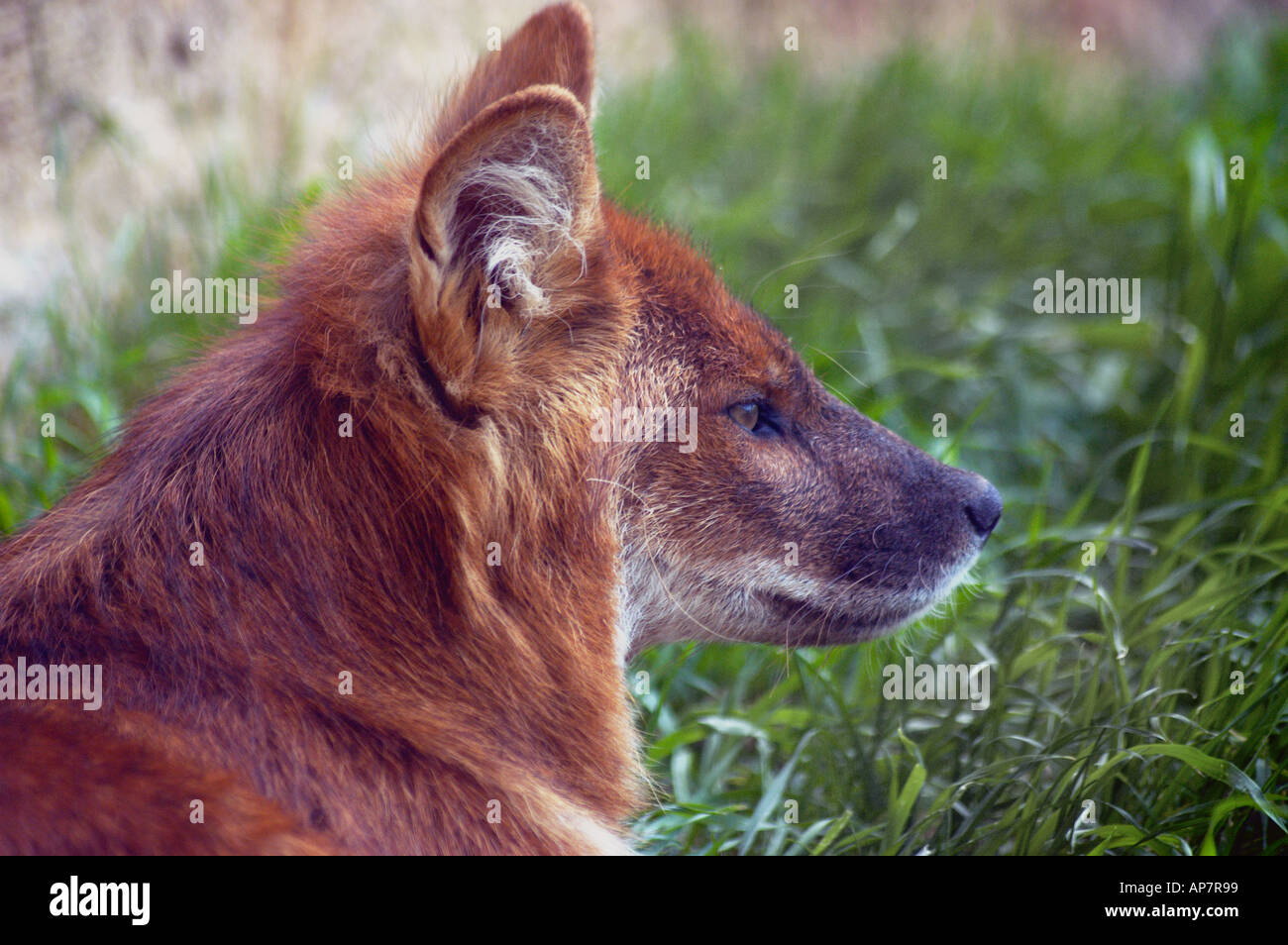 India s Dhole wild dogs are ferocious hunters and when threatened they have been known to attack bears and even tigers  Stock Photo
