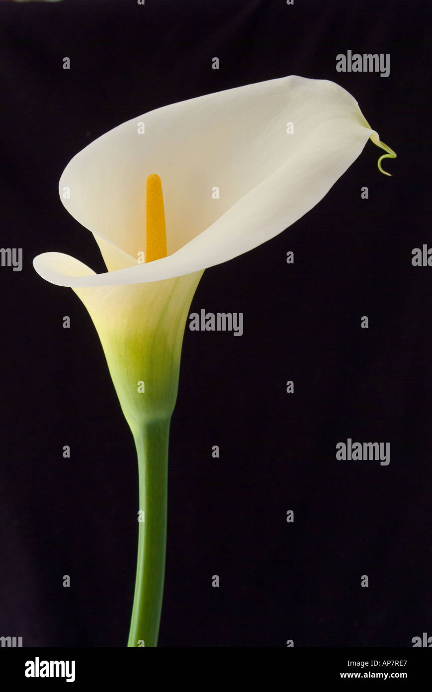Zantedeschia aethiopica, arum lilies also known as call lillies are a toxic plant that contains calcium oxalate, considered to be an invasive weed. Stock Photo