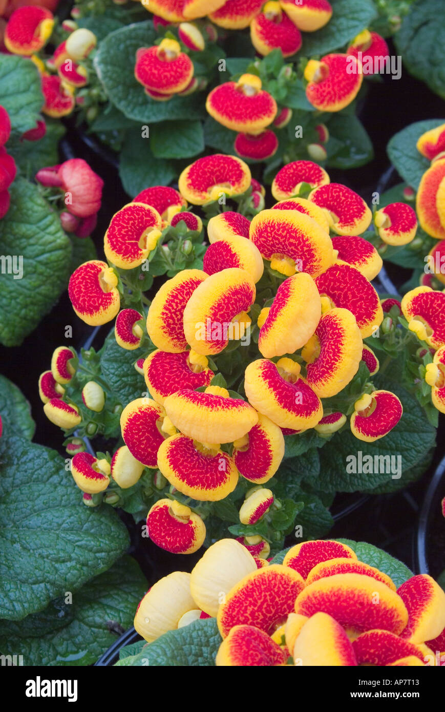 Orange Ladys Purse Slipper Flower Flower Stock Photo 749785546 |  Shutterstock