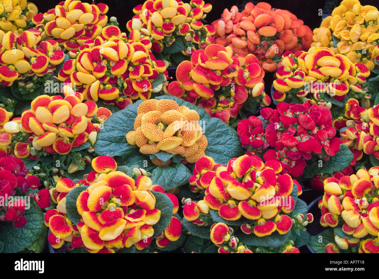 Orange and yellow flowers of the pocketbook (purse) plant (Calceolaria)  isolated on a black background using focus-stacking technique Stock Photo -  Alamy