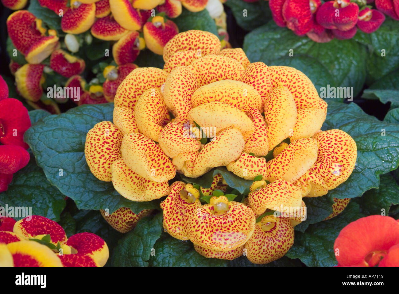 Beautiful Calceolaria Integrifolia Flower Also Called Lady S Purse Stock  Photo - Image of beauty, lady: 273467368