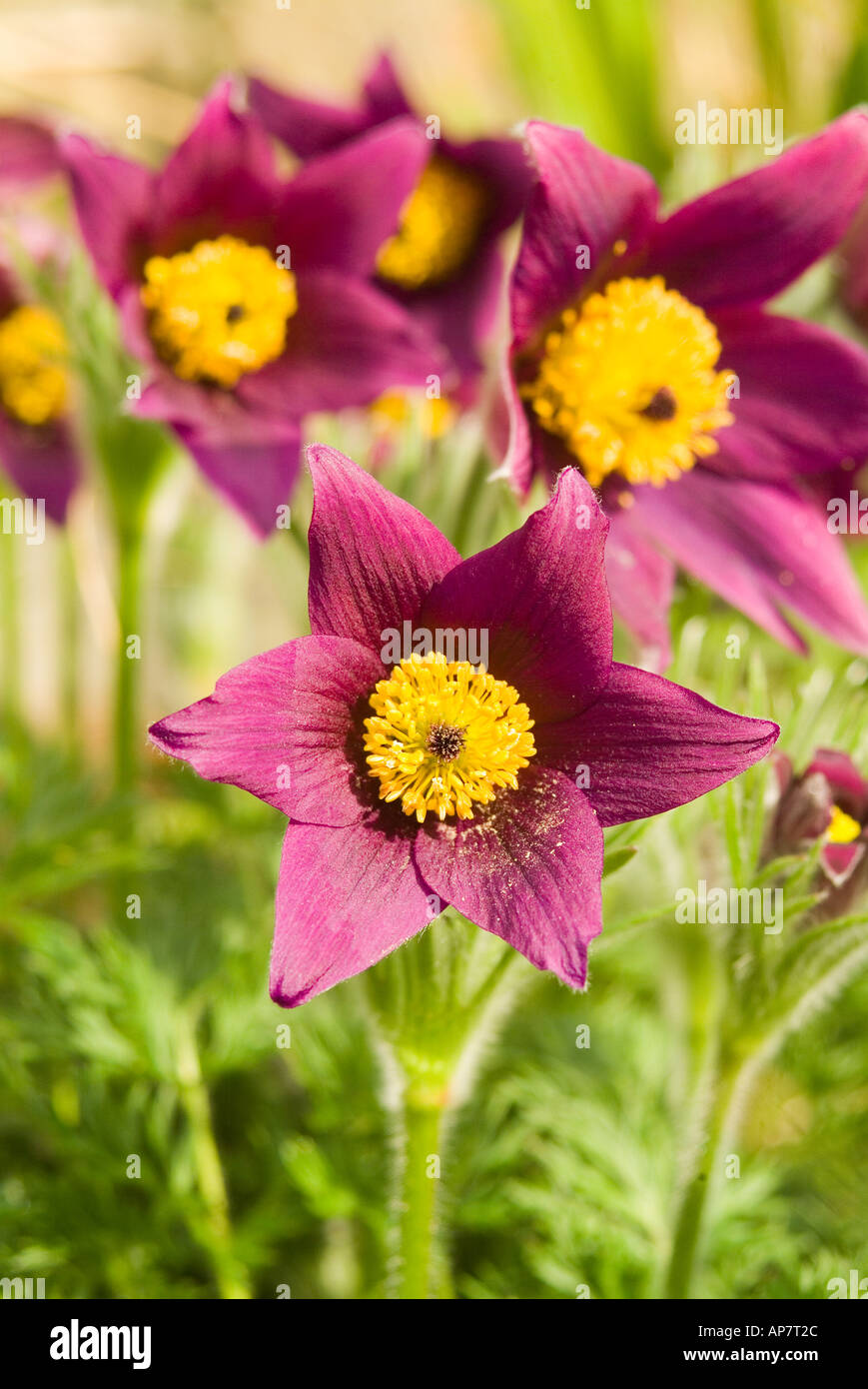 The Pasque flower a tundra plant of the ranunculi family also known as wind crocus said to be useful in treating eye diseases such as cataracts Stock Photo