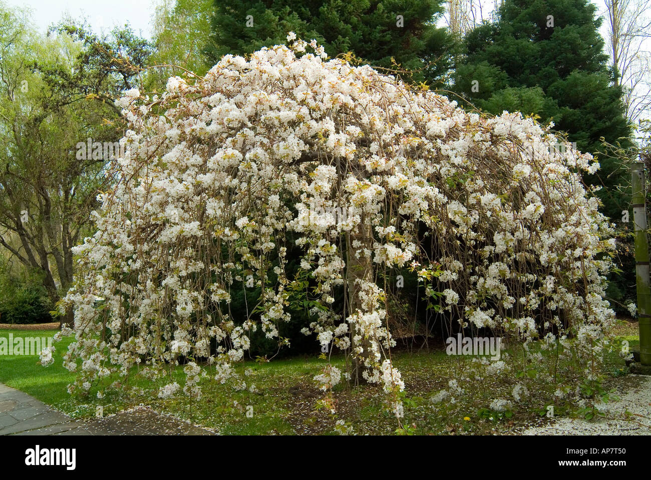 Weeping Japanese flowering cherry tree Higari cherry Stock Photo Alamy