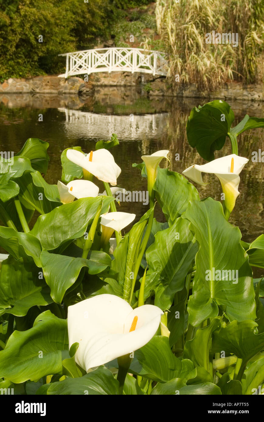 Arum lillies set against a pond water feature with classic white bridge in the Hobart Royal Botanical Gardens in Tasmania Stock Photo