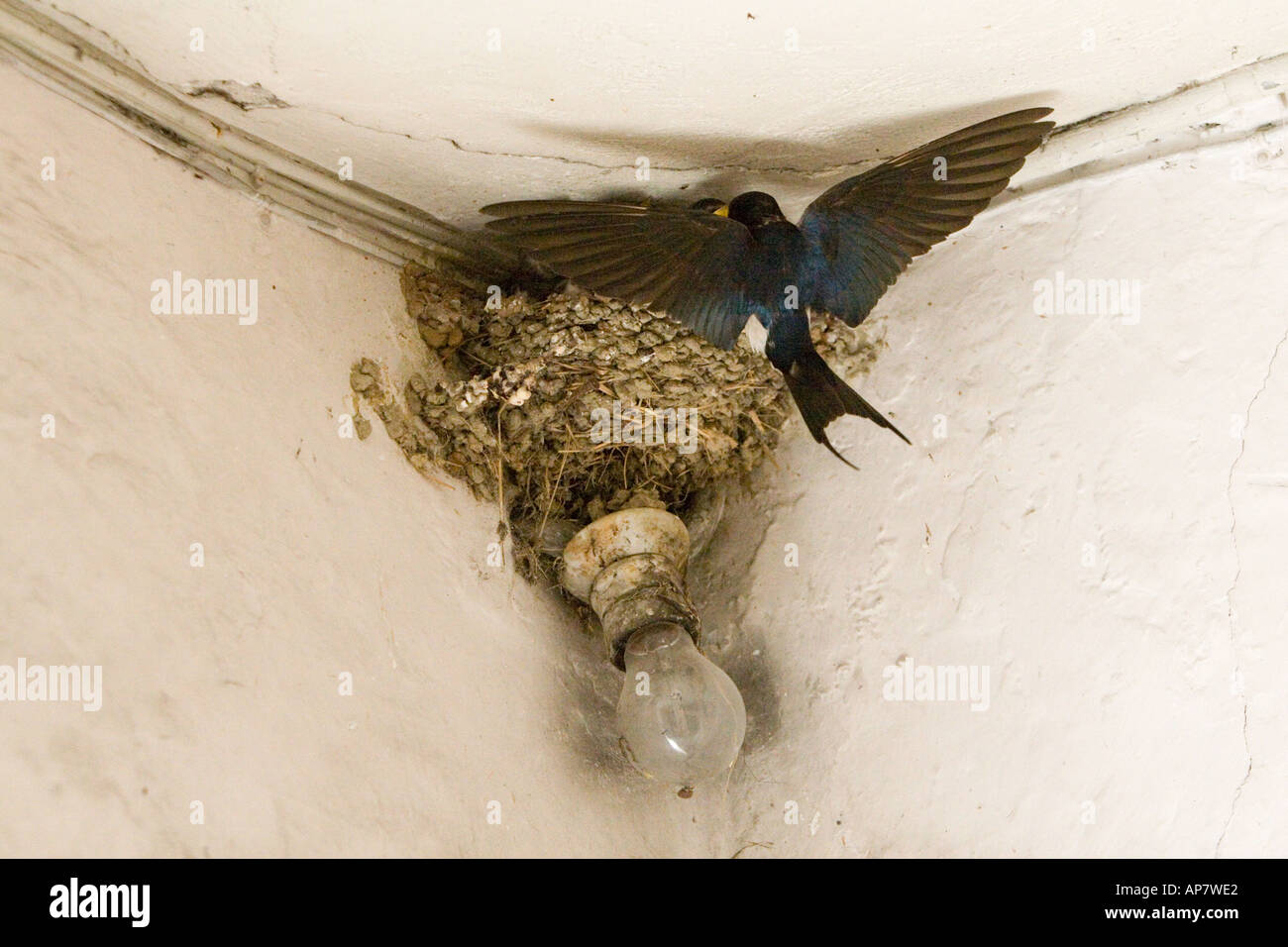 Swallow in flight feeding young nesting above lightbulb, Italy Stock