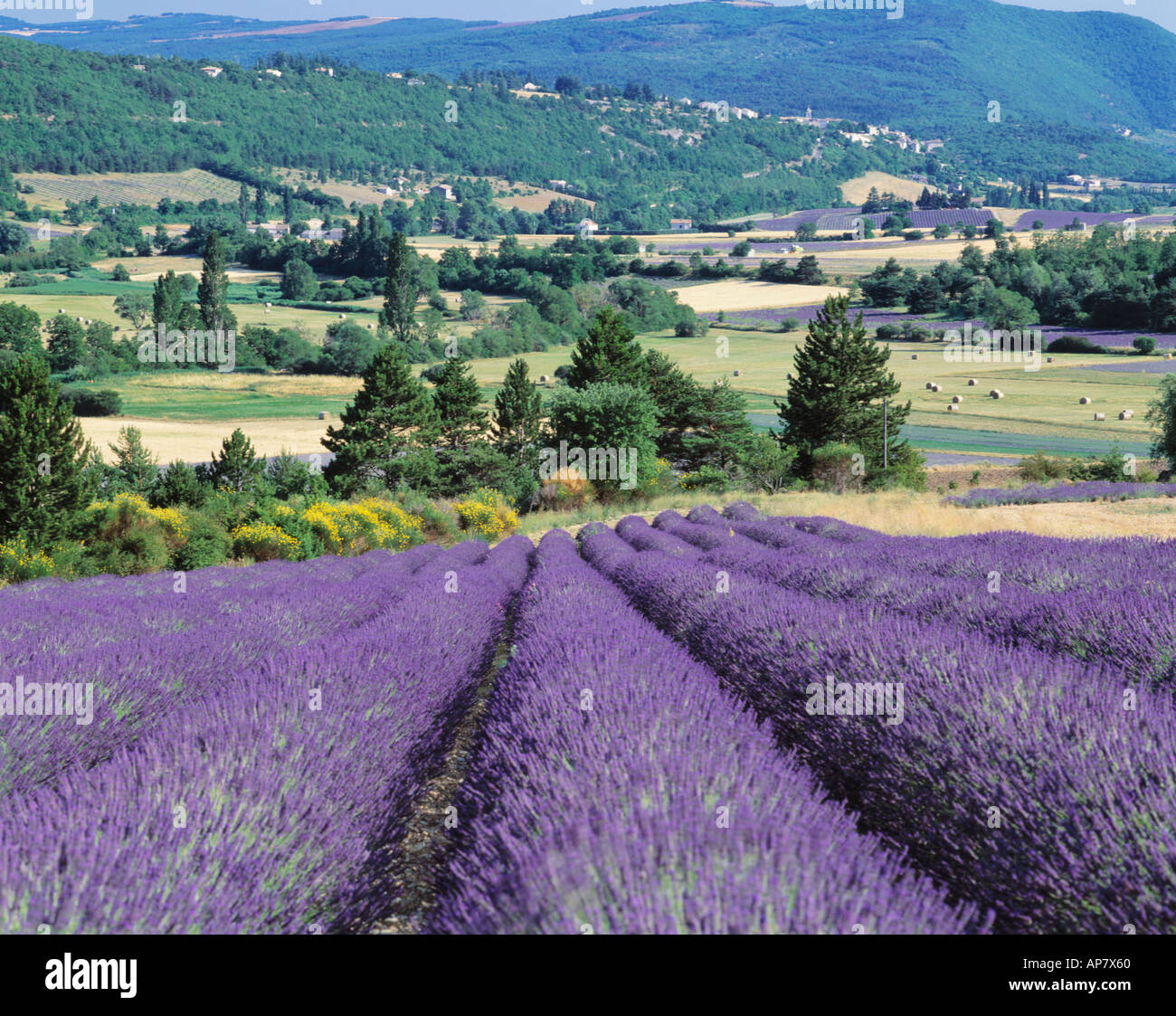 FRANCE PROVENCE LAVENDER FIELDS Stock Photo