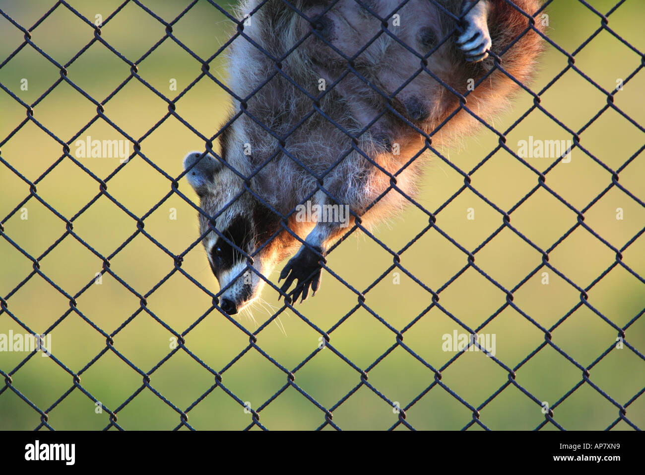 female raccoon procyon lotor climbing over the fence stock photo 165