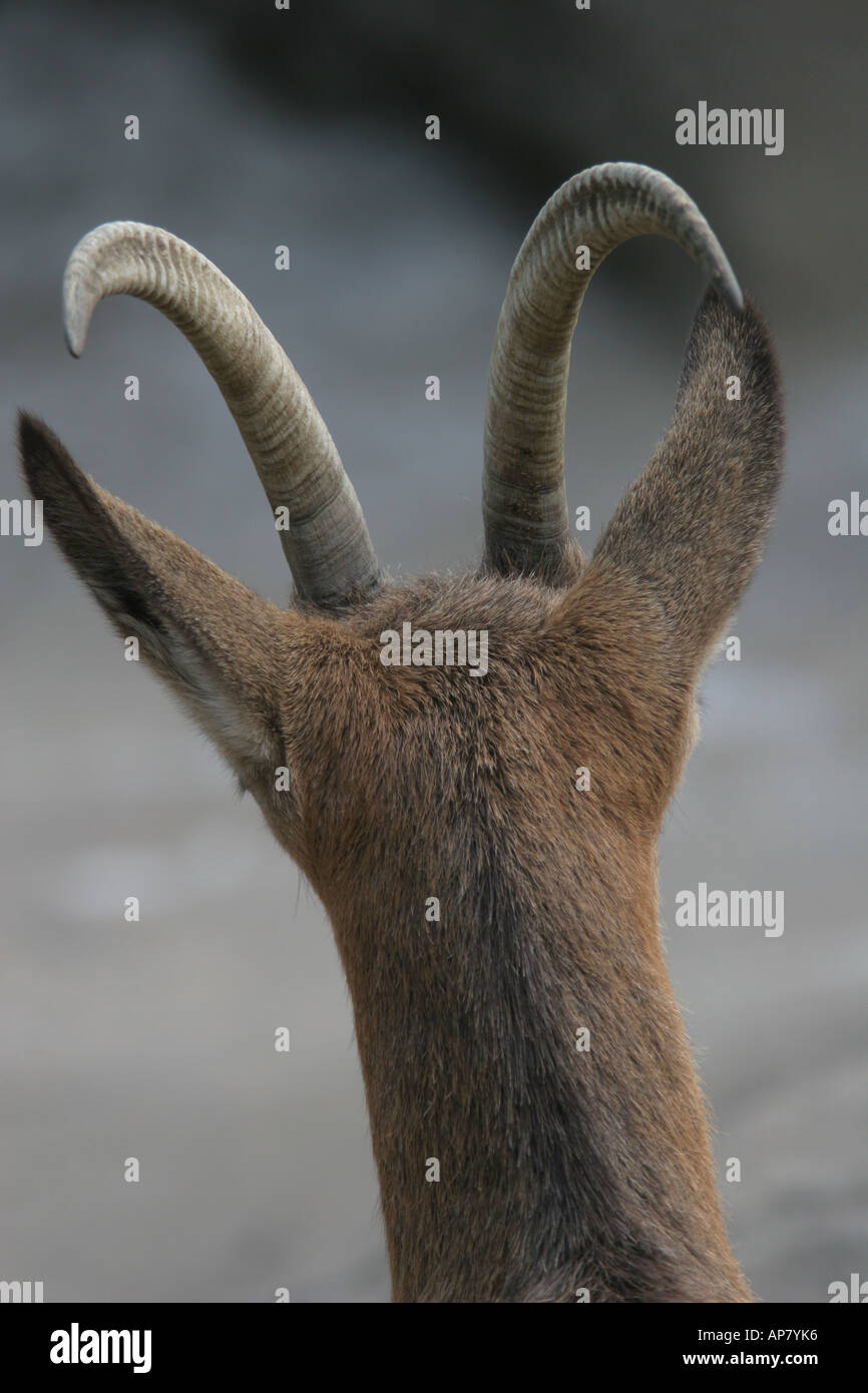 Almost asian mountain goat consider, that Asian mountain goat understand