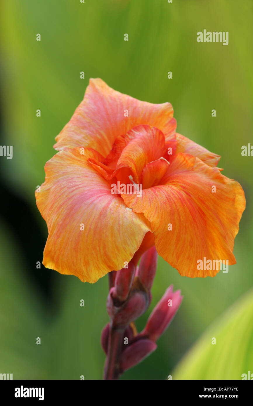 canna lily pretoria canna x generalis cannaceae keywords canna lily flower orange color colour canna cannas flower flowers bloss Stock Photo