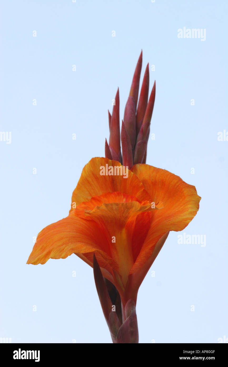 canna lily pretoria canna x generalis cannaceae keywords canna lily flower orange color colour canna cannas flower flowers bloss Stock Photo