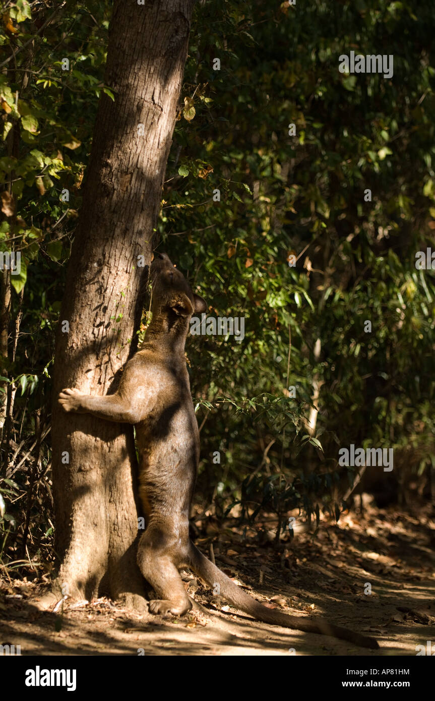 Fossa, Cryptoprocta ferox, Kirindy forest, Madagascar Stock Photo