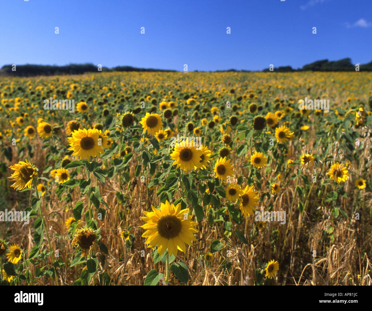 Field of sunflowers Gower Peninsula South Wales UK Stock Photo Alamy