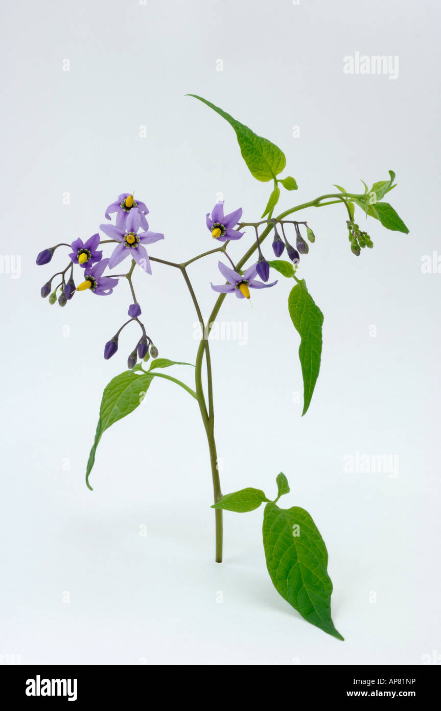 Bittersweet Nightshade, Deadly Nightshade (Solanum dulcamara), twig with flowers, studio picture Stock Photo