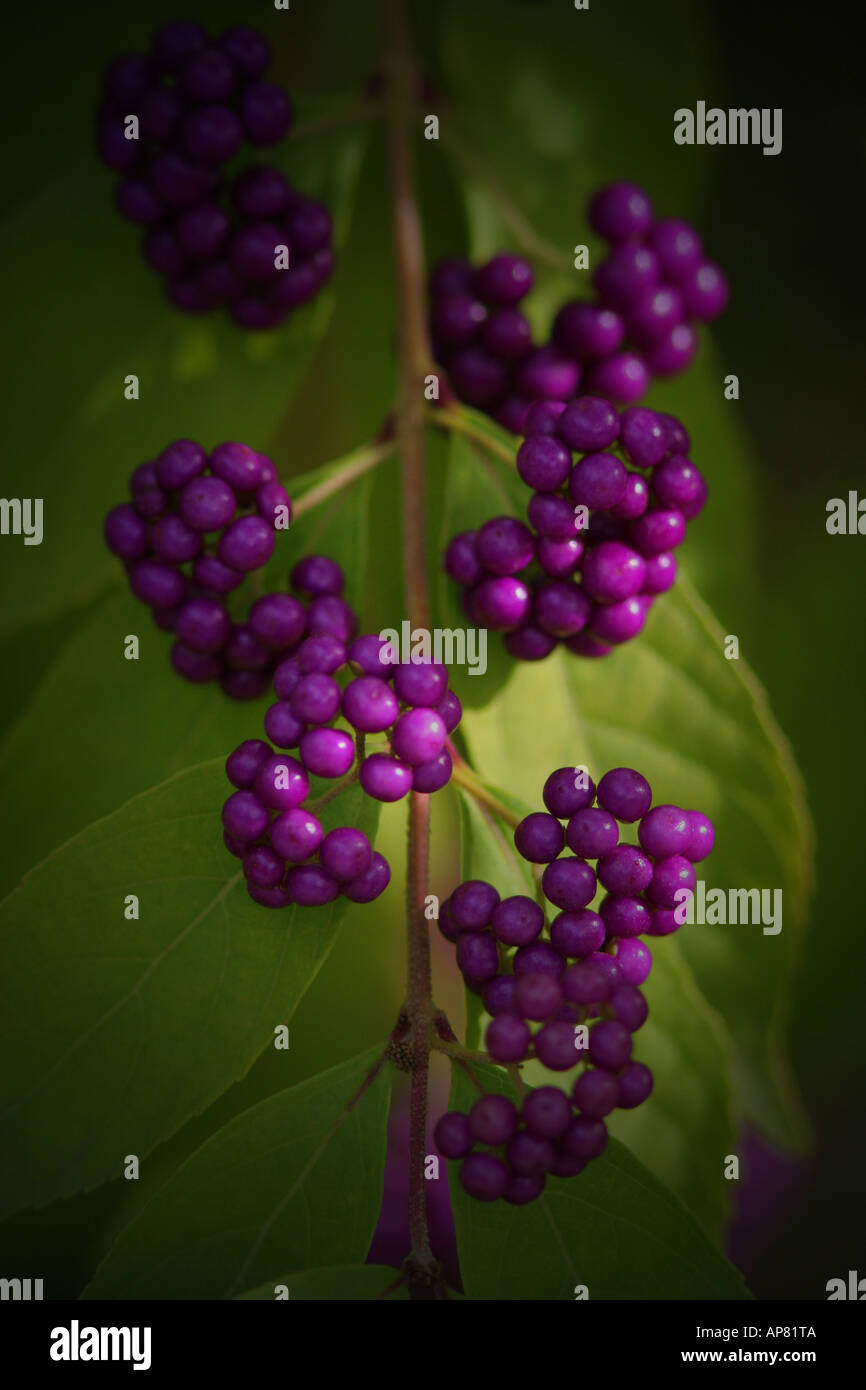 japanese beautyberry callicarpa japonica p keywords japanes beautyberry ...