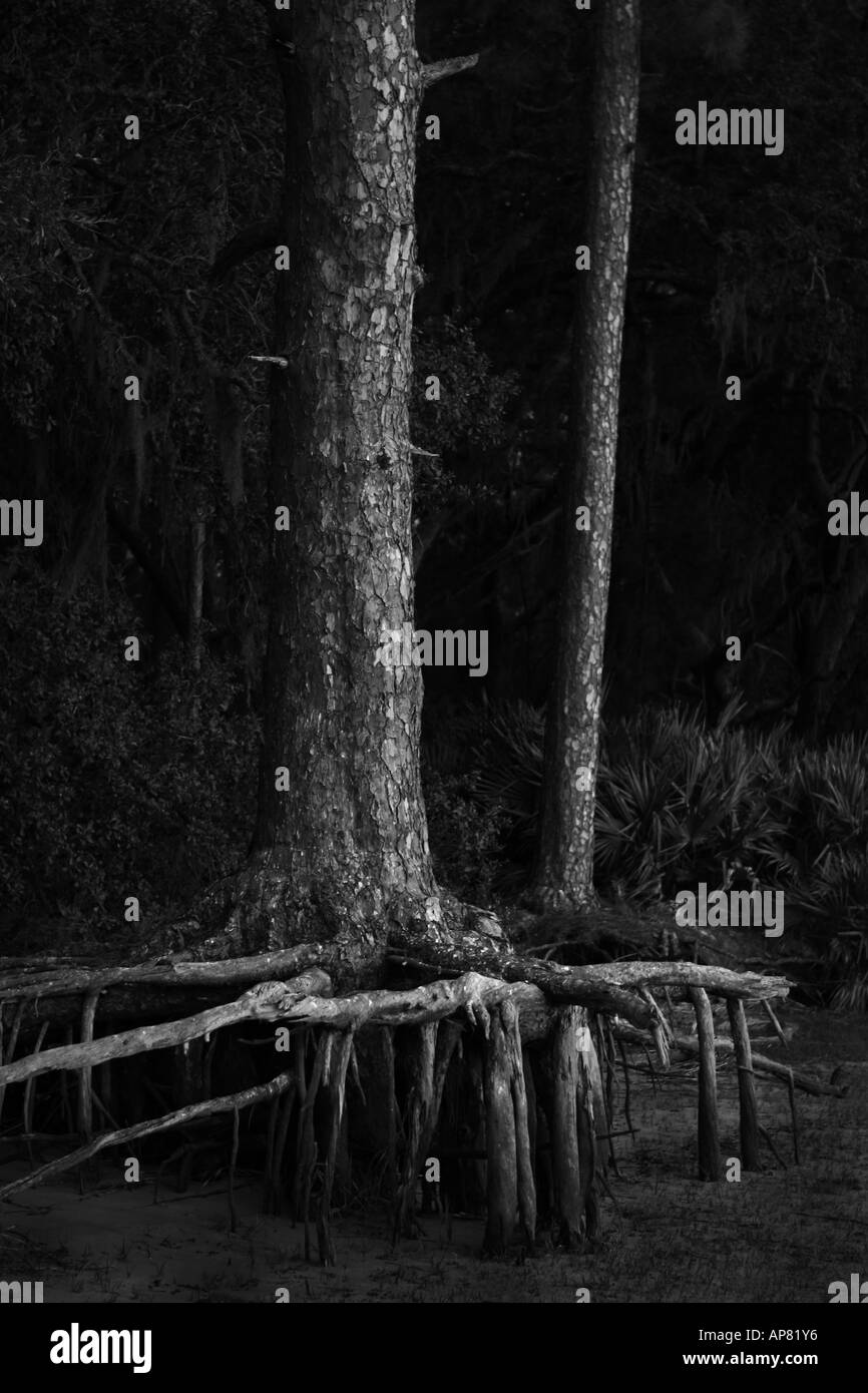 riverside pine in the moonlight brickhill bluff cumberland island national seashore georgia p keywords pine moonlight night blac Stock Photo