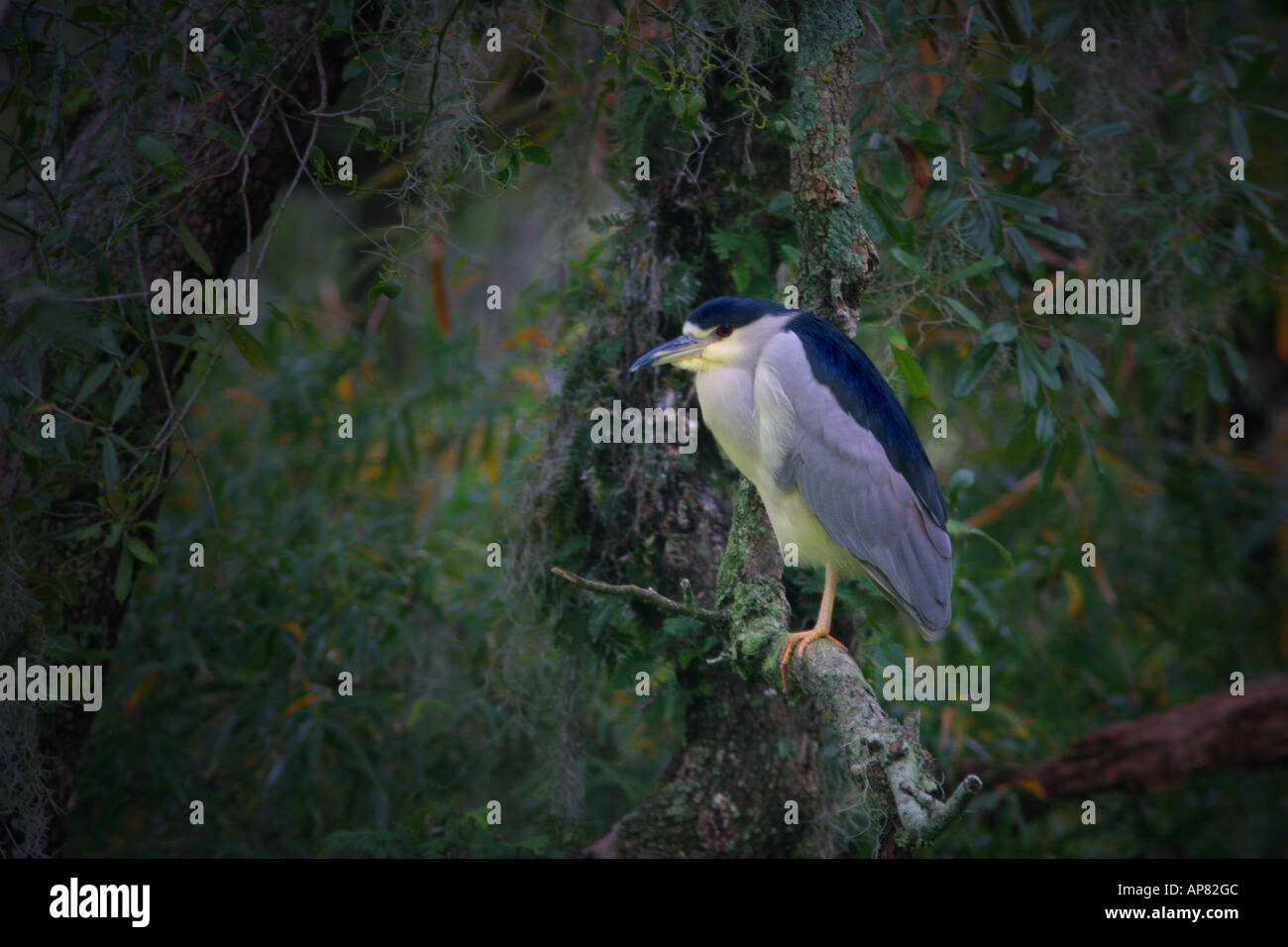 black crowned night heron nycticorax nycticorax plum orchard cumberland ...