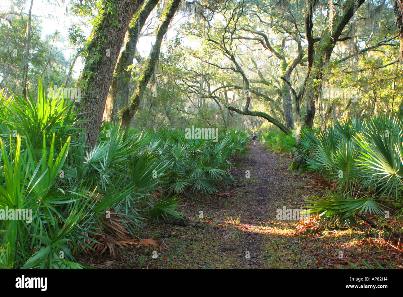 hiker on table point trail cumberland island national seashore georgia ...