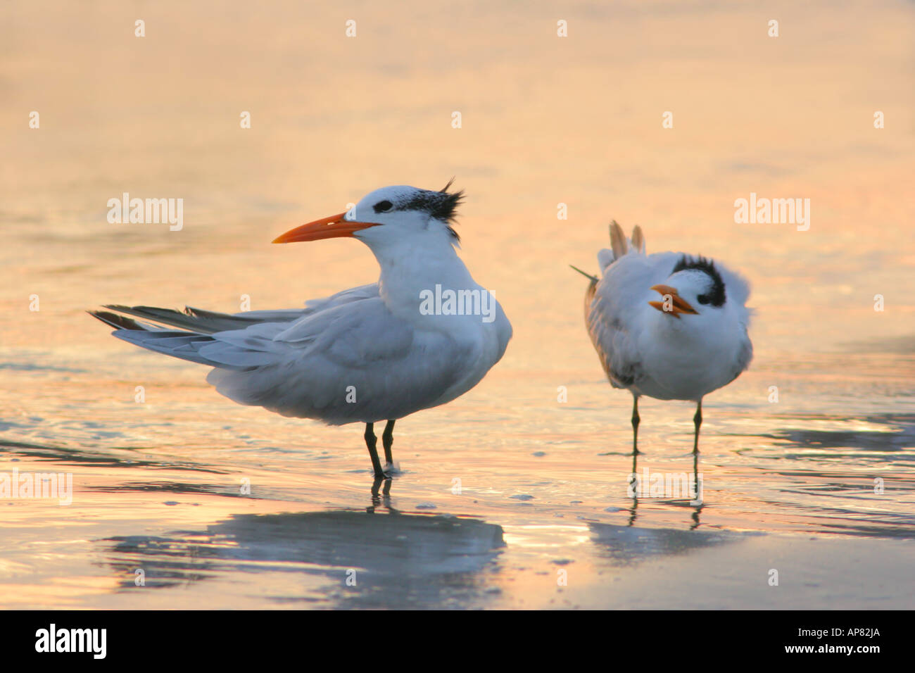 royal tern couple sterna maxima cumberland island national seashore georgia p keywords royal tern sterna maxima winter plumage c Stock Photo