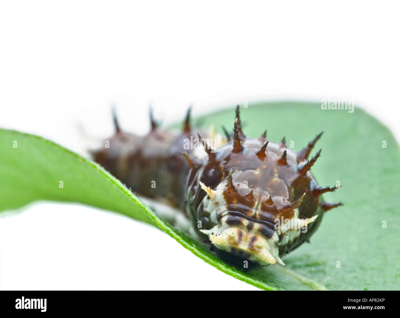 a big spikey caterpillar wanders along a green leaf Stock Photo