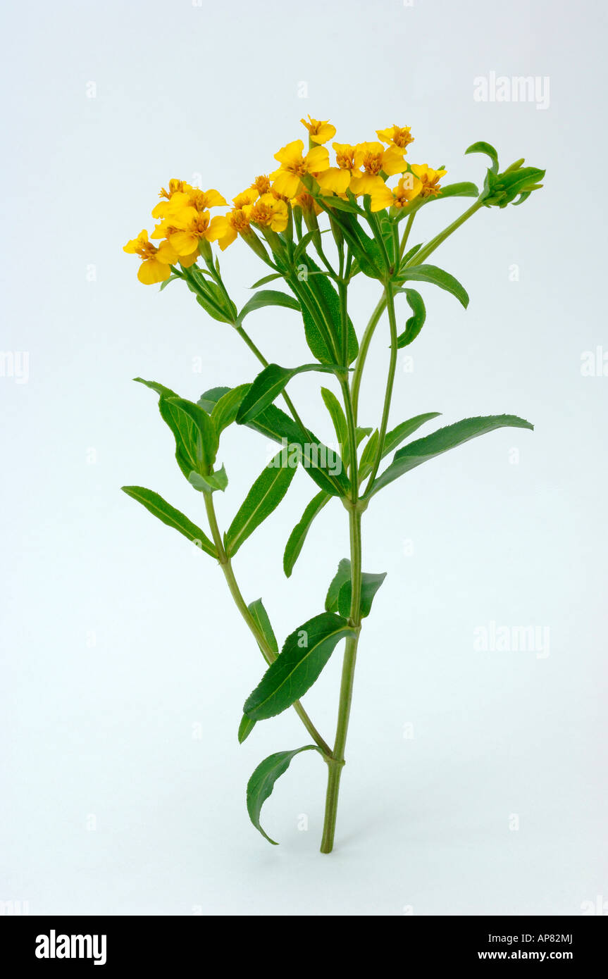 Signet Marigold (Tagetes tenuifolia) flowering twig studio picture Stock Photo