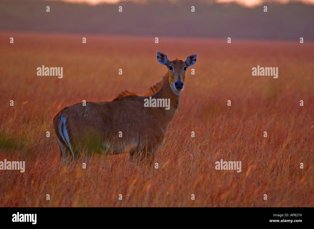 female nilgai at velavadar Stock Photo