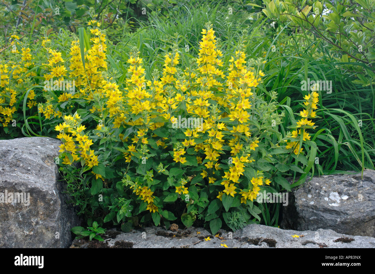 Garden Loosestrife (Lysimachia vulgaris) flowering Stock Photo