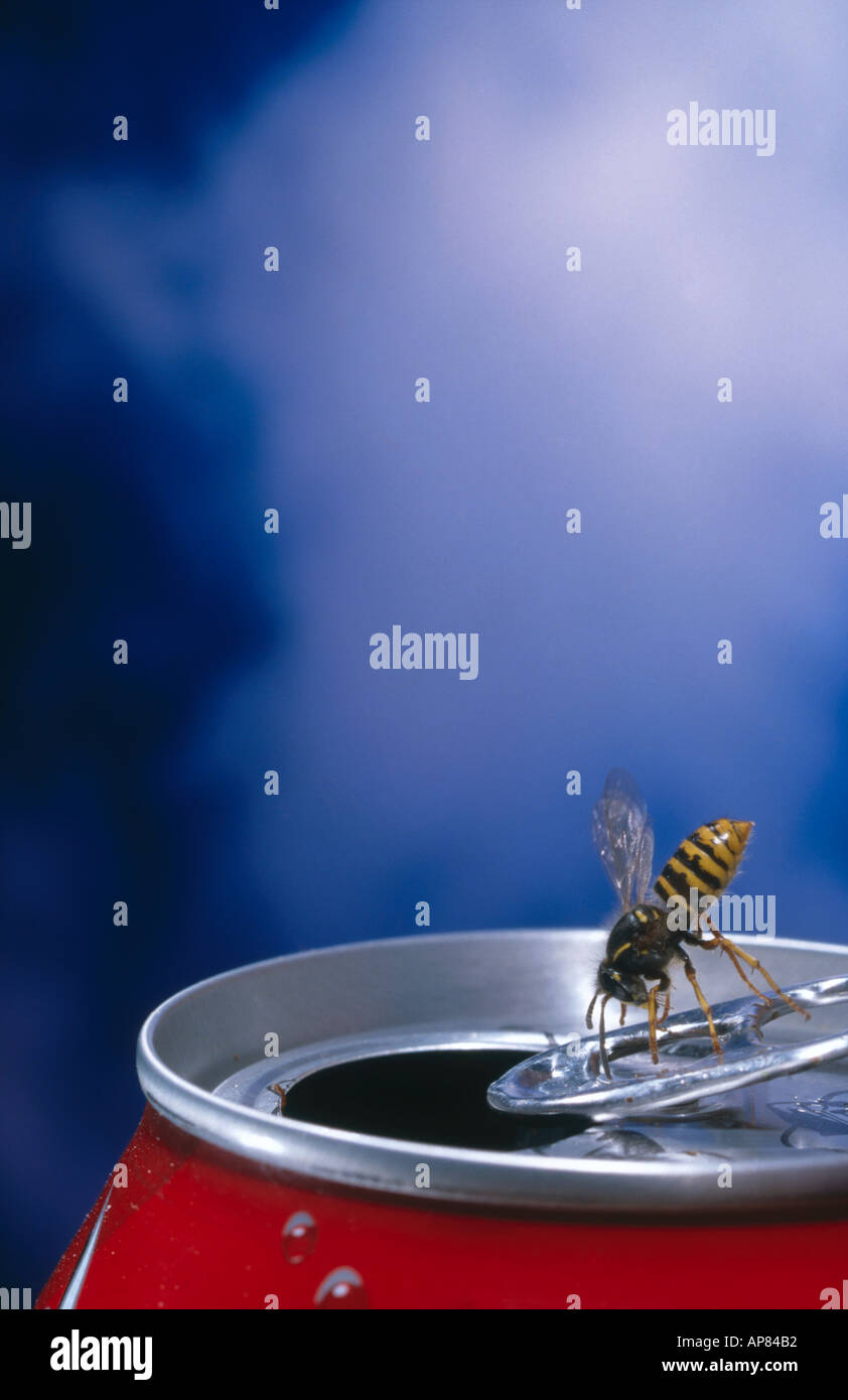 Close-up of wasp on tin can Stock Photo