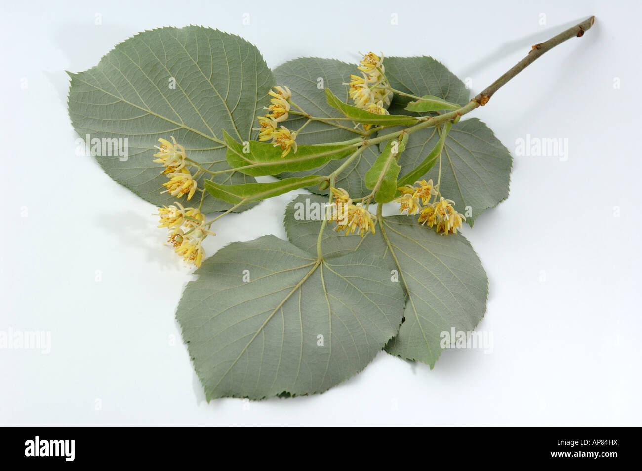 Silver Lime (Tilia tomentosa Tilia argentea) twig with leaves and blossoms studio picture Stock Photo