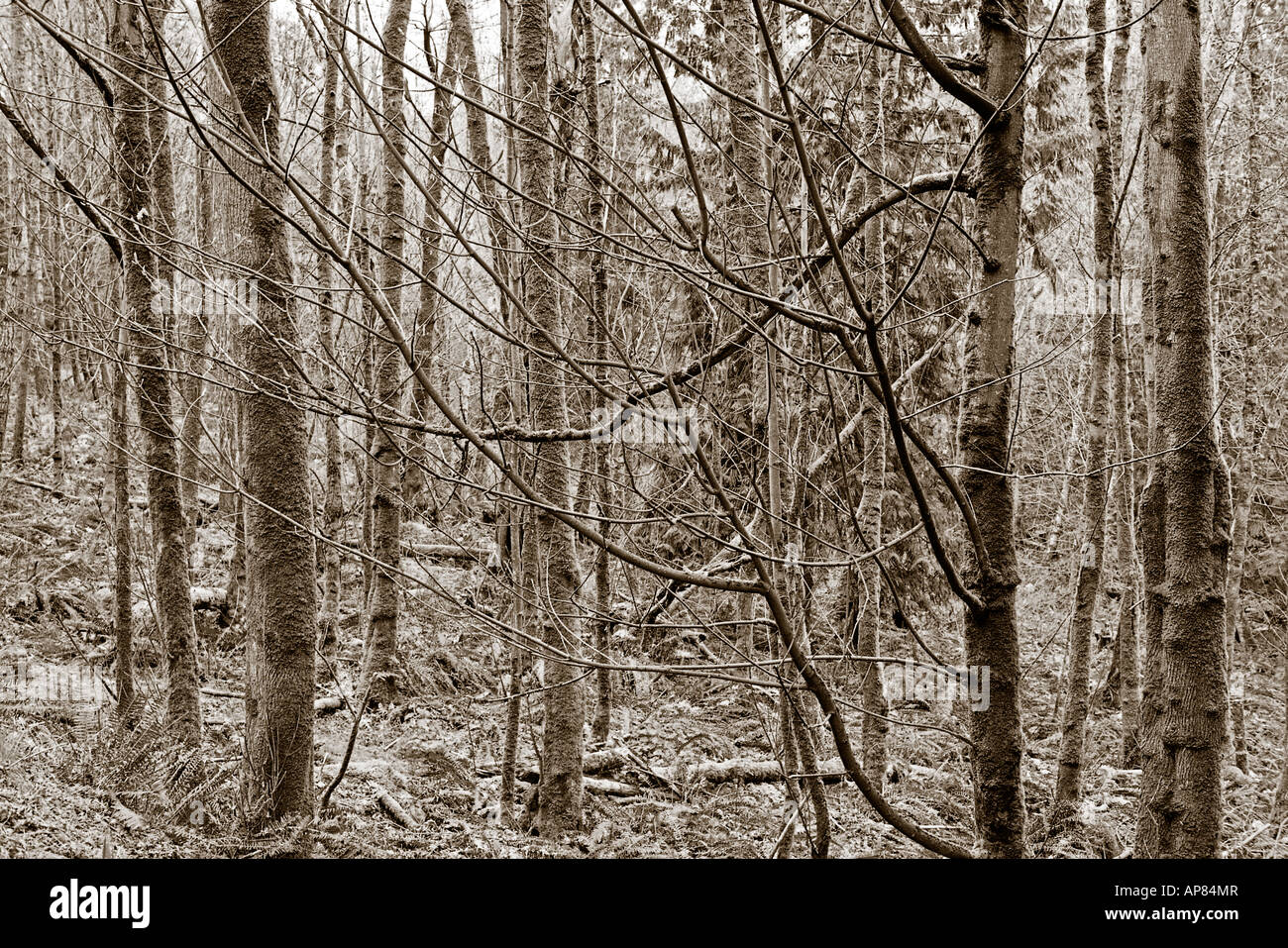 Alder grove hi-res stock photography and images - Alamy