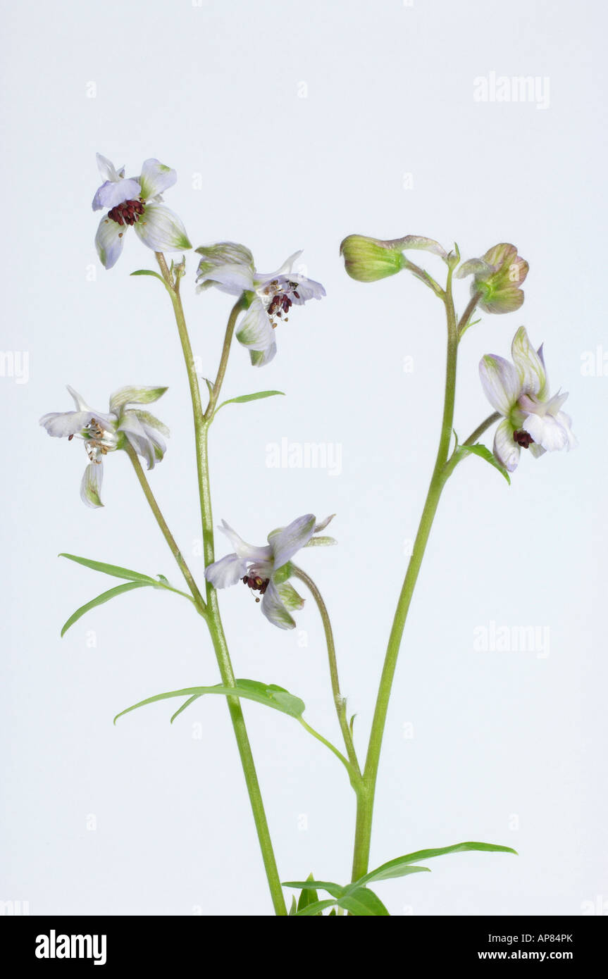 Stavesacre (Delphinium staphisagria), flowering stems, studio picture Stock Photo