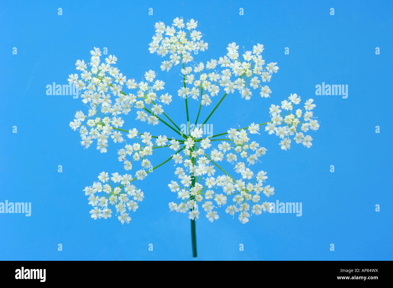 Aniseed (Pimpinella major), flowers, studio picture Stock Photo
