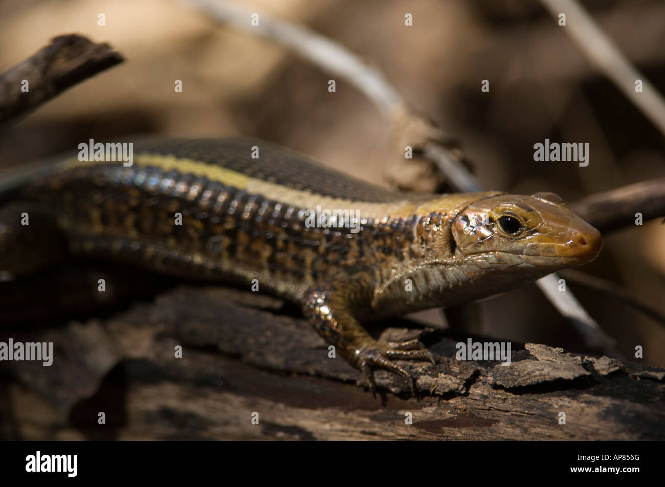 Lizard, Zonosaurus laticaudus, Kirindy forest, Madagascar Stock Photo